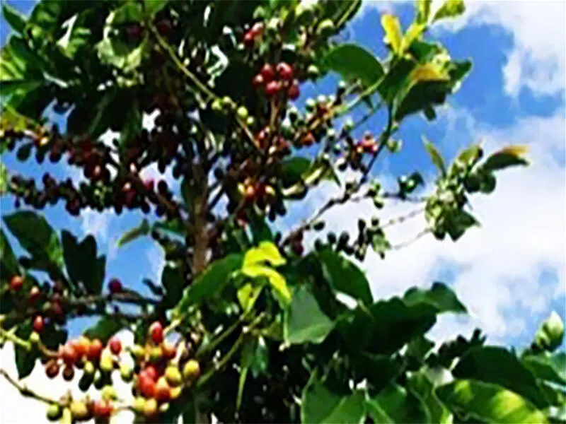 インドネシアのマンデリンコーヒー150g