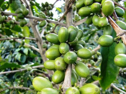 インドネシアのマンデリンコーヒー150g