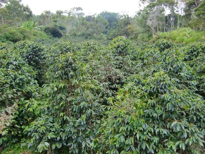 インドネシアのマンデリンコーヒー150g