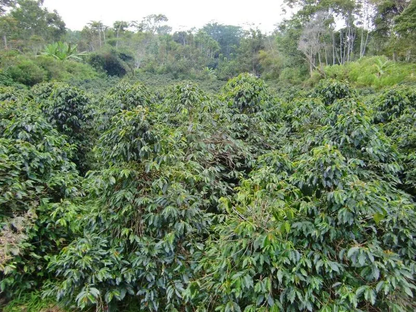 インドネシアのマンデリンコーヒー150g