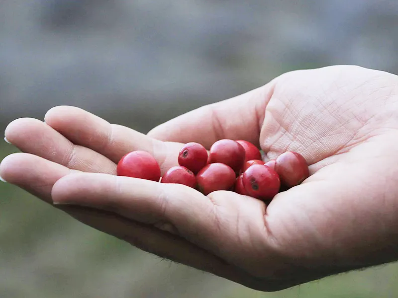 イエメン モカ 太陽のコーヒー 150g