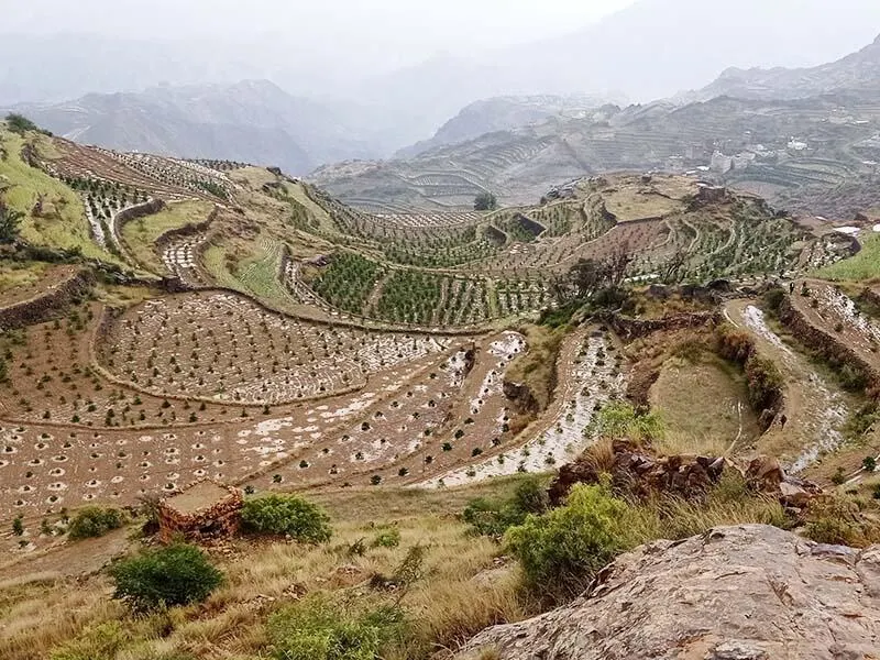 イエメン モカ 太陽のコーヒー 150g