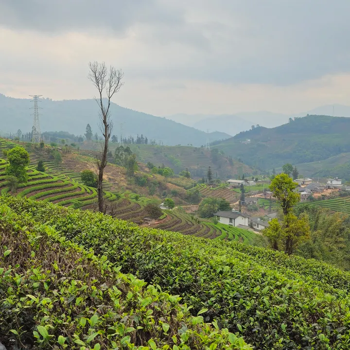 雲南の桃源郷コーヒー 150g